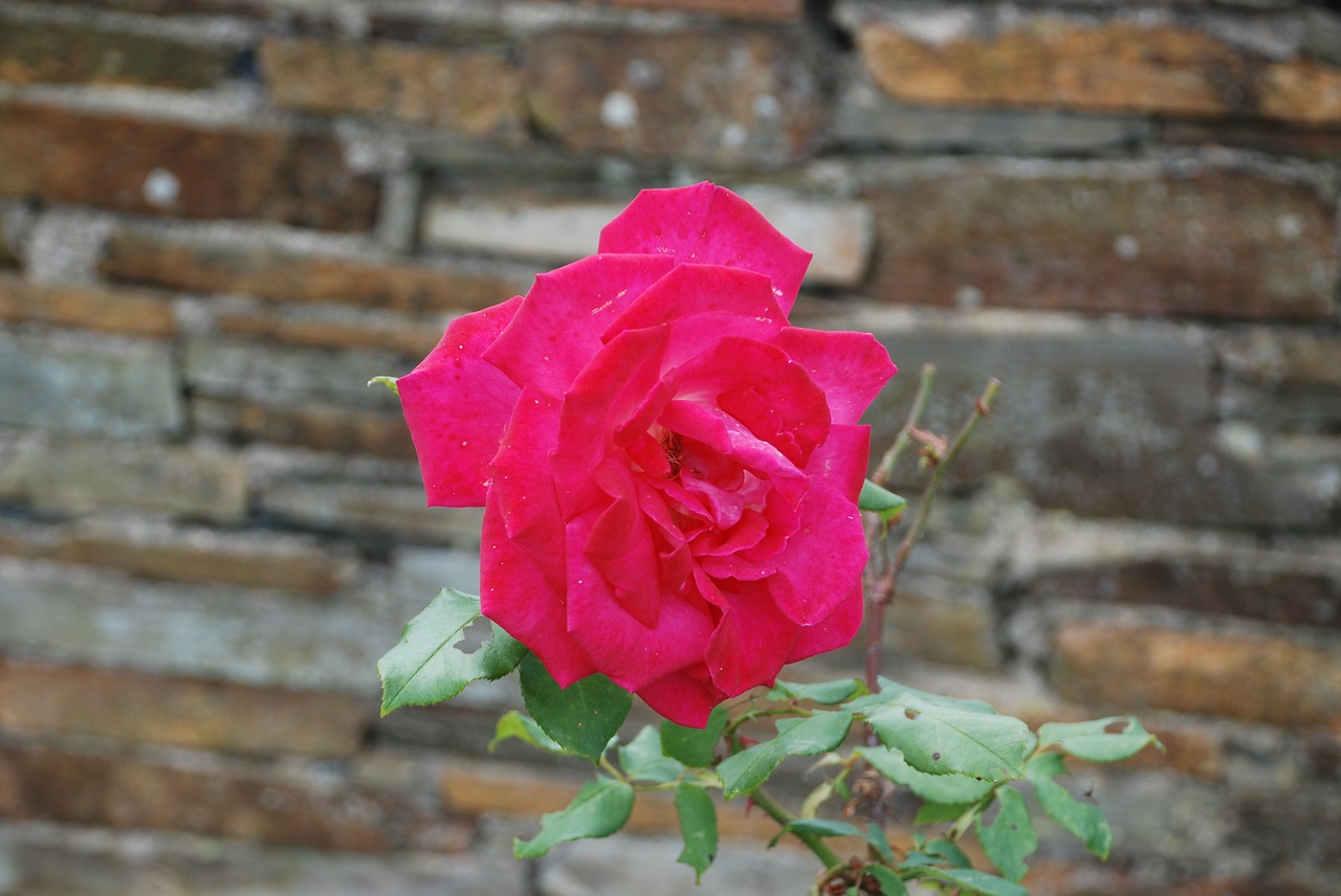 rosa rosebush flower free photo