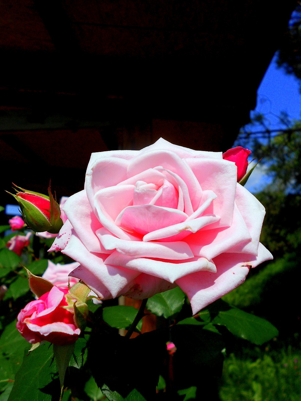 rosa rose flower free photo