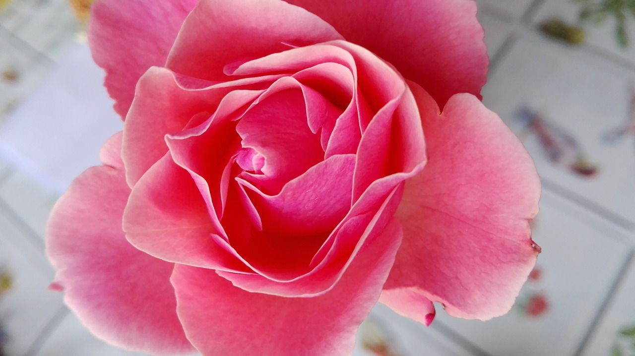 rosa fiore natura free photo