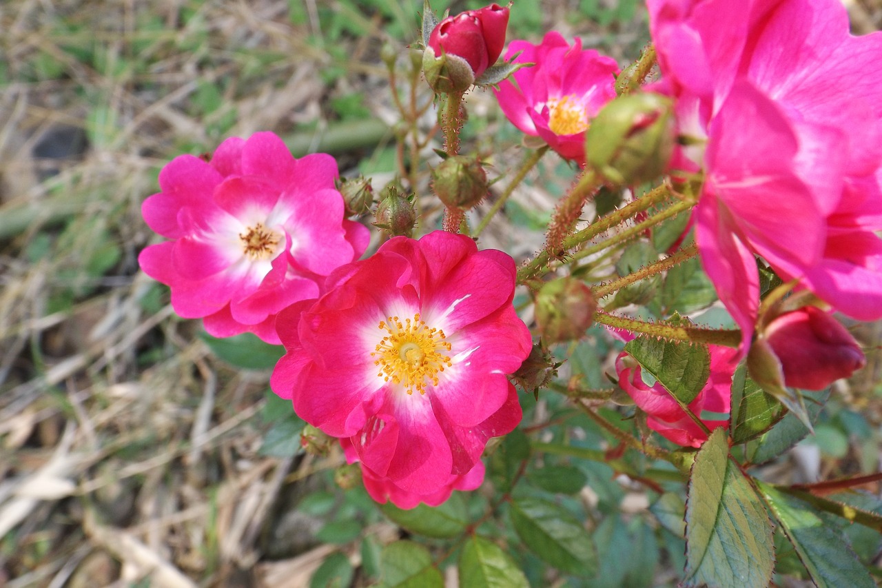 rosa plant flower free photo