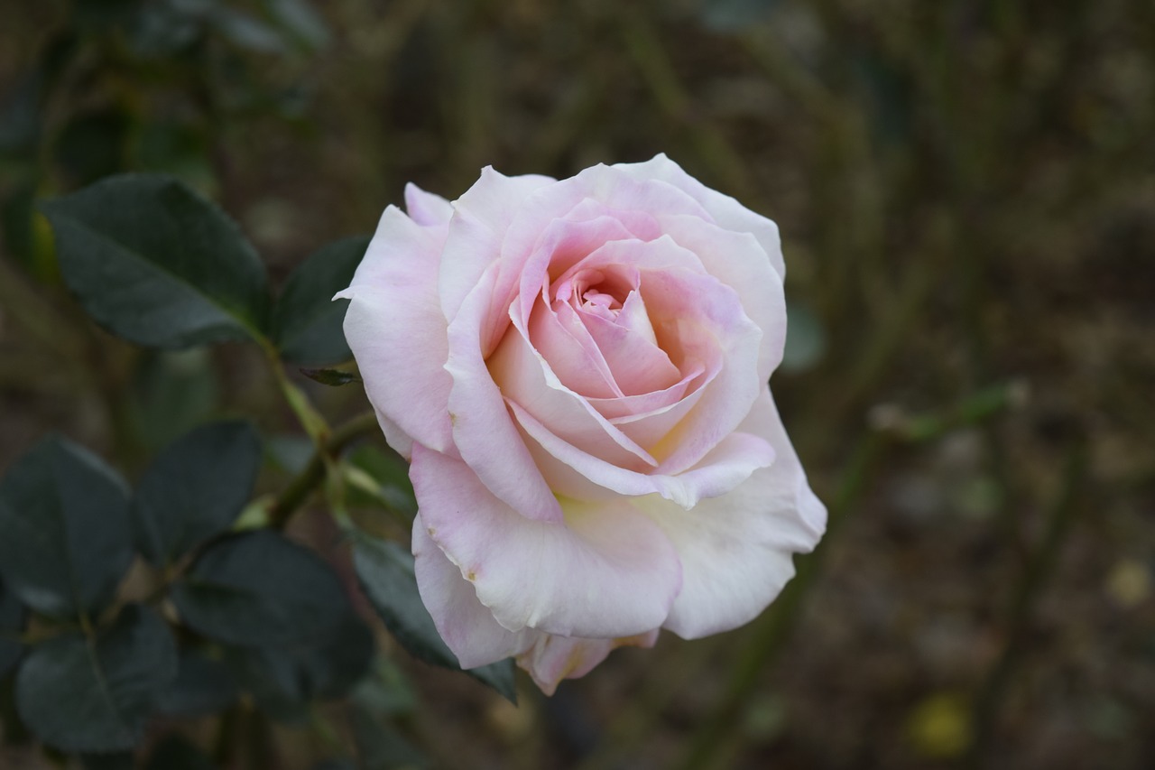 rosa nature flower free photo