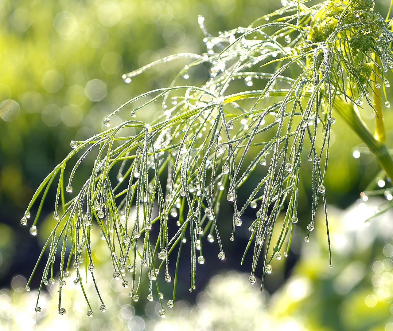 rosa dill morning free photo