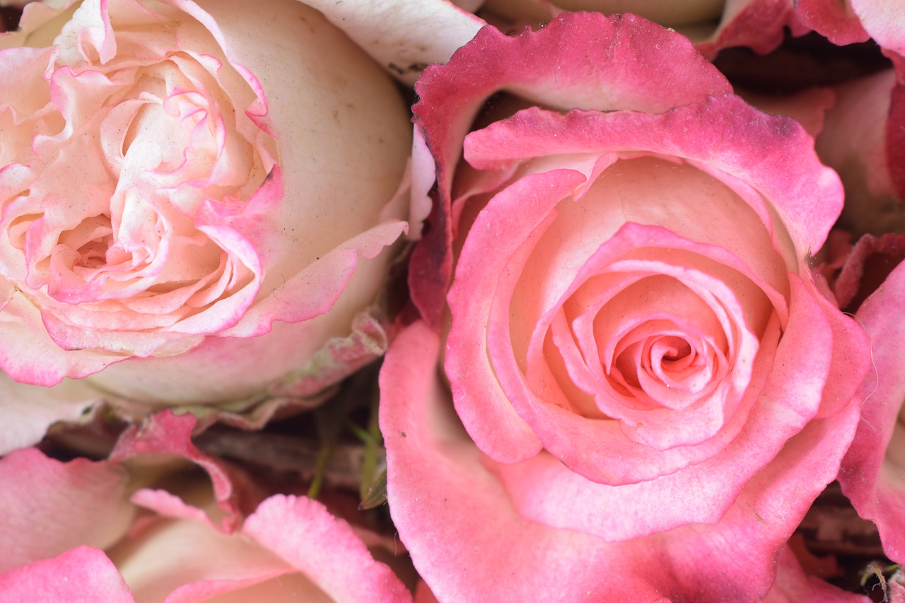 rosa flower petal free photo