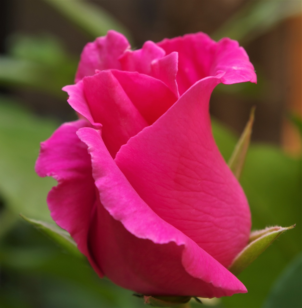 rosa rose pink rose free photo