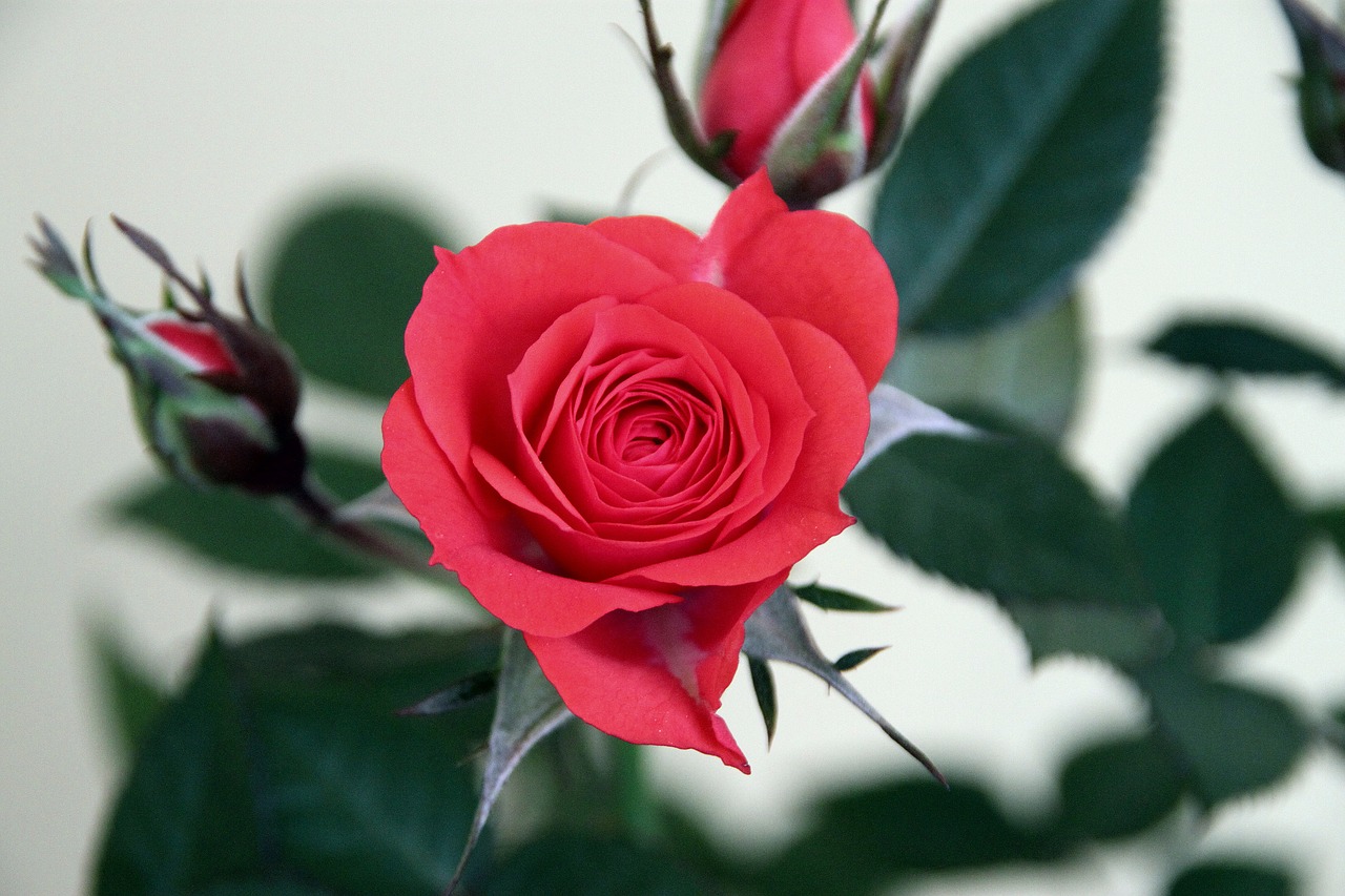 rosa  flower  plant free photo