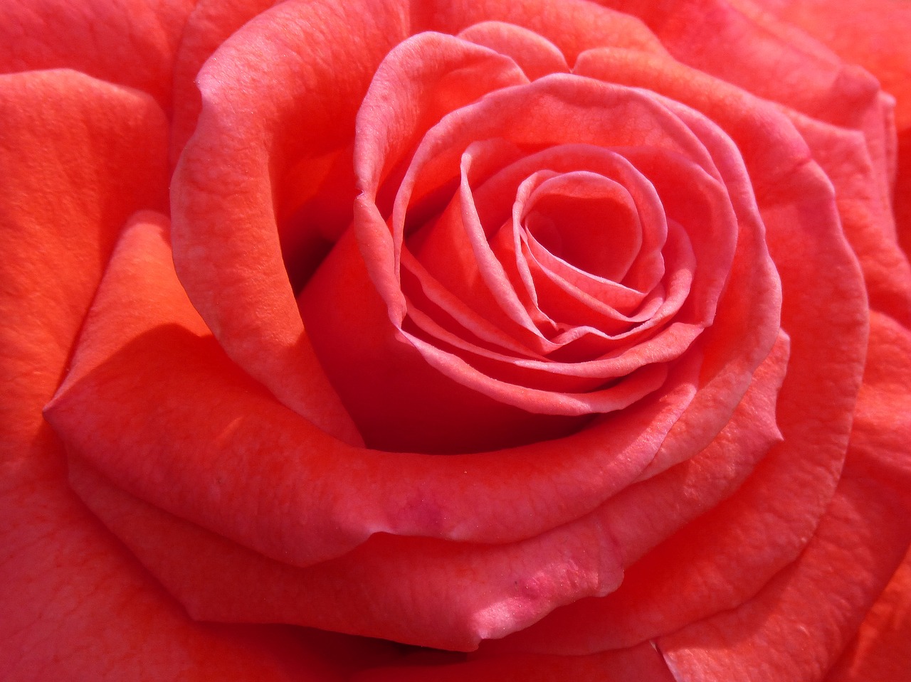 rosa  petal  flower free photo