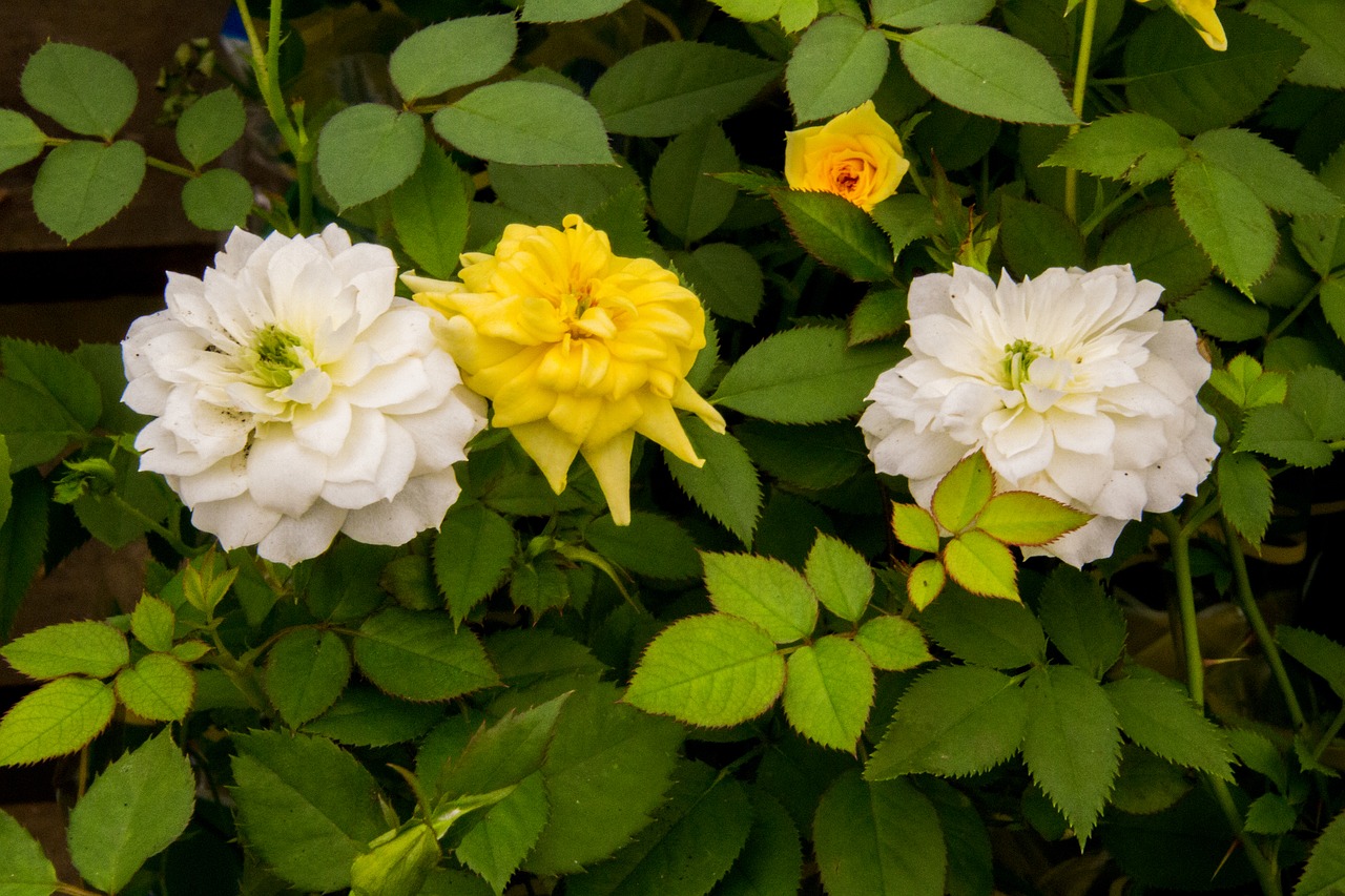 rosa  roses small  flower free photo