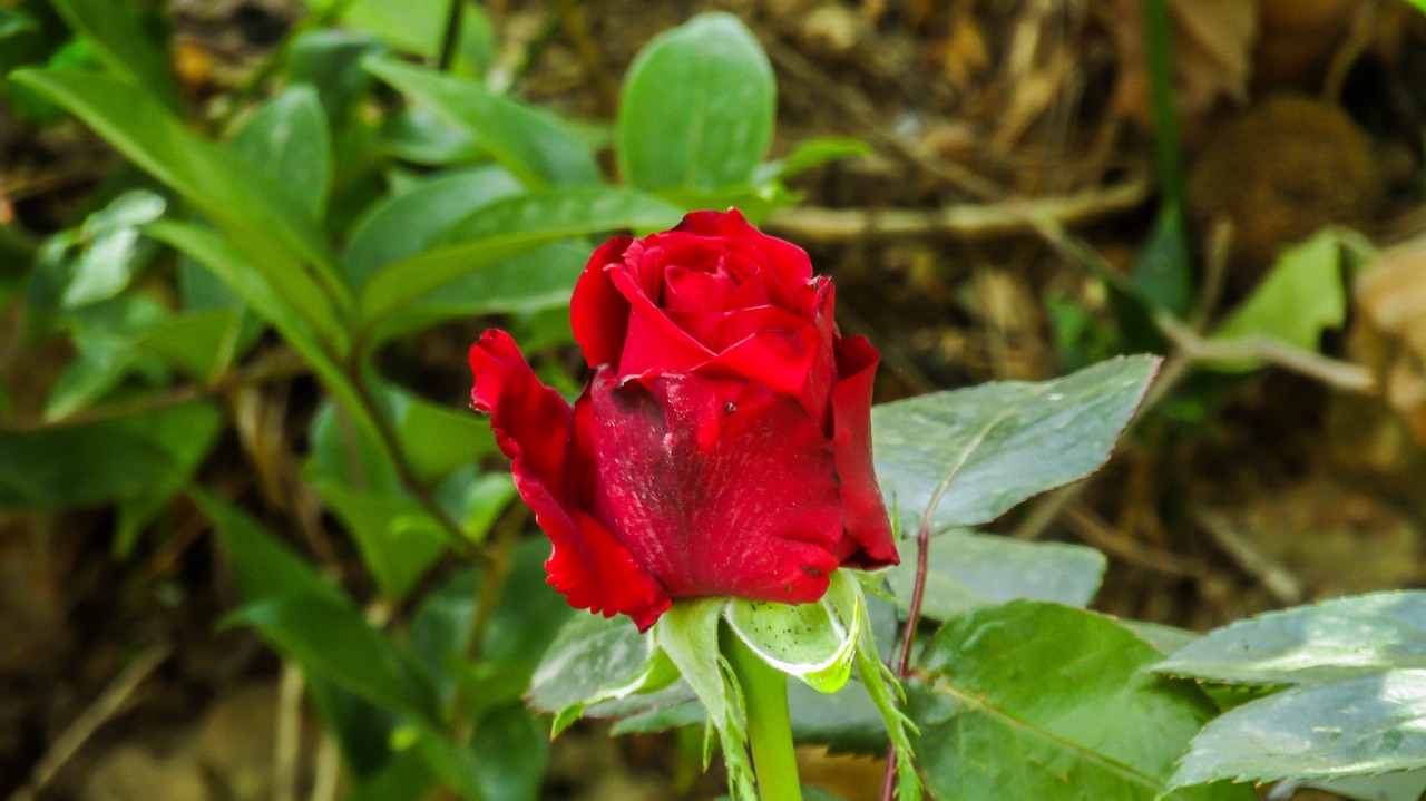 rosa  red  rosebush free photo