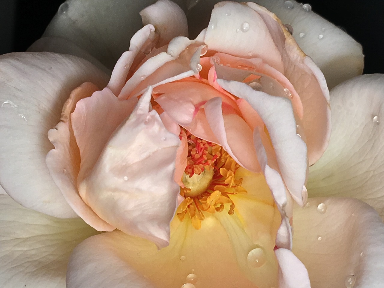 rosa  pistils  flower free photo