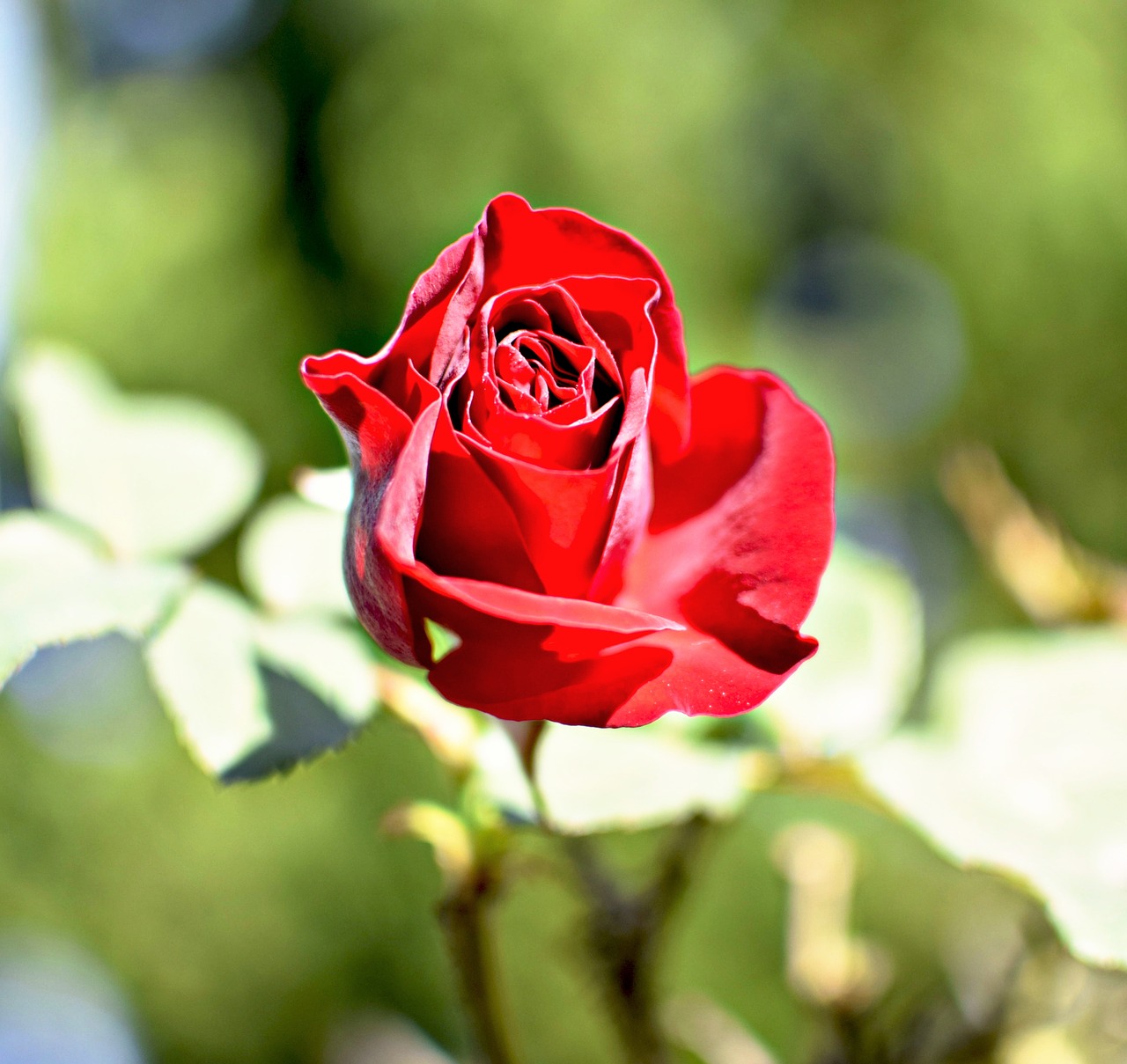 rosa  flower  petal free photo