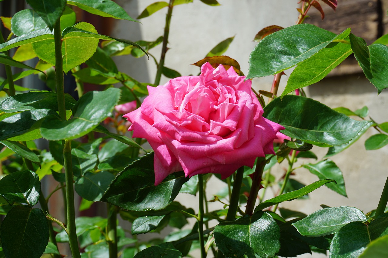 rosa  flower  plant free photo