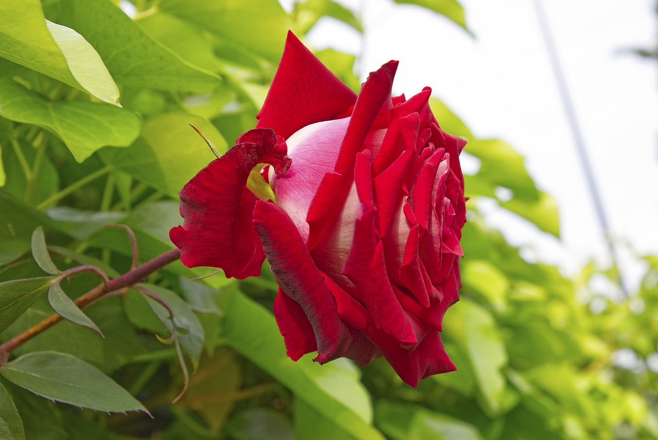 rosa  garden  pink petals free photo