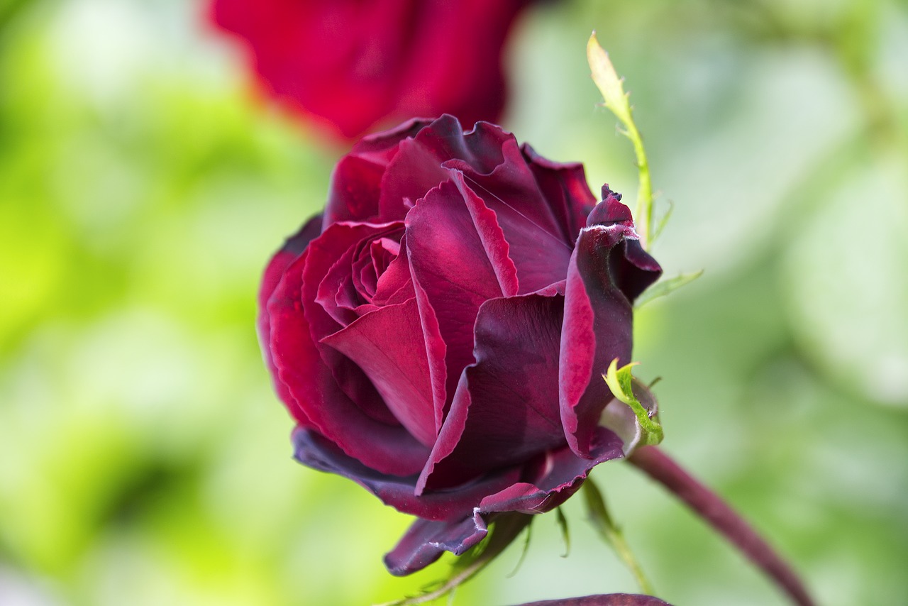 rosa  garden  pink petals free photo