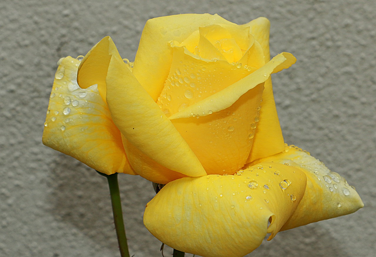 rosa  yellow  yellow roses free photo