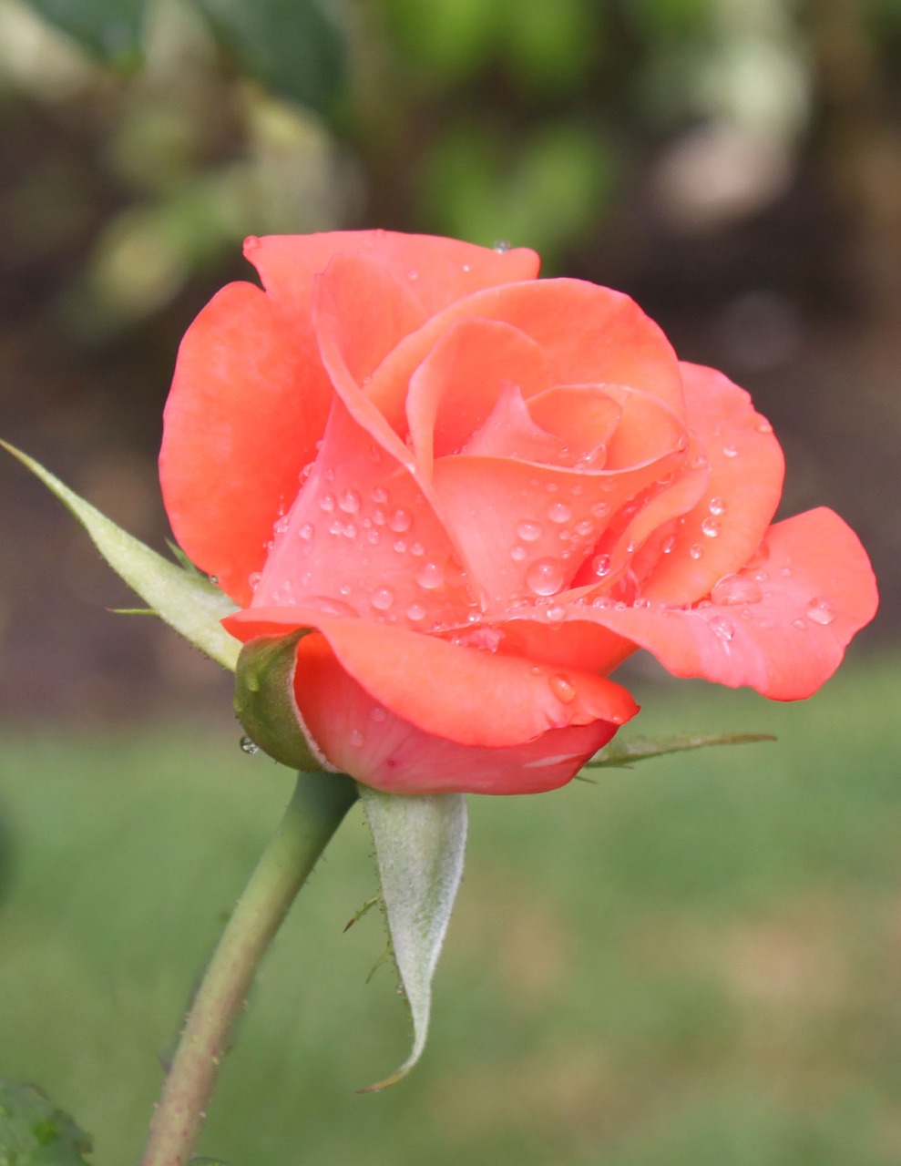 rosa  garden  pink petals free photo