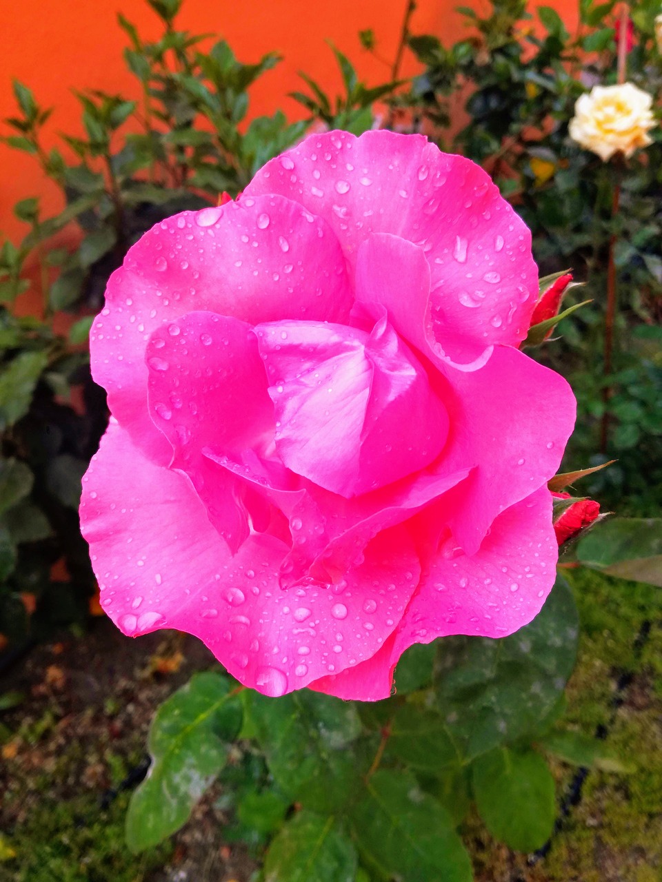 rosa  garden  pink free photo
