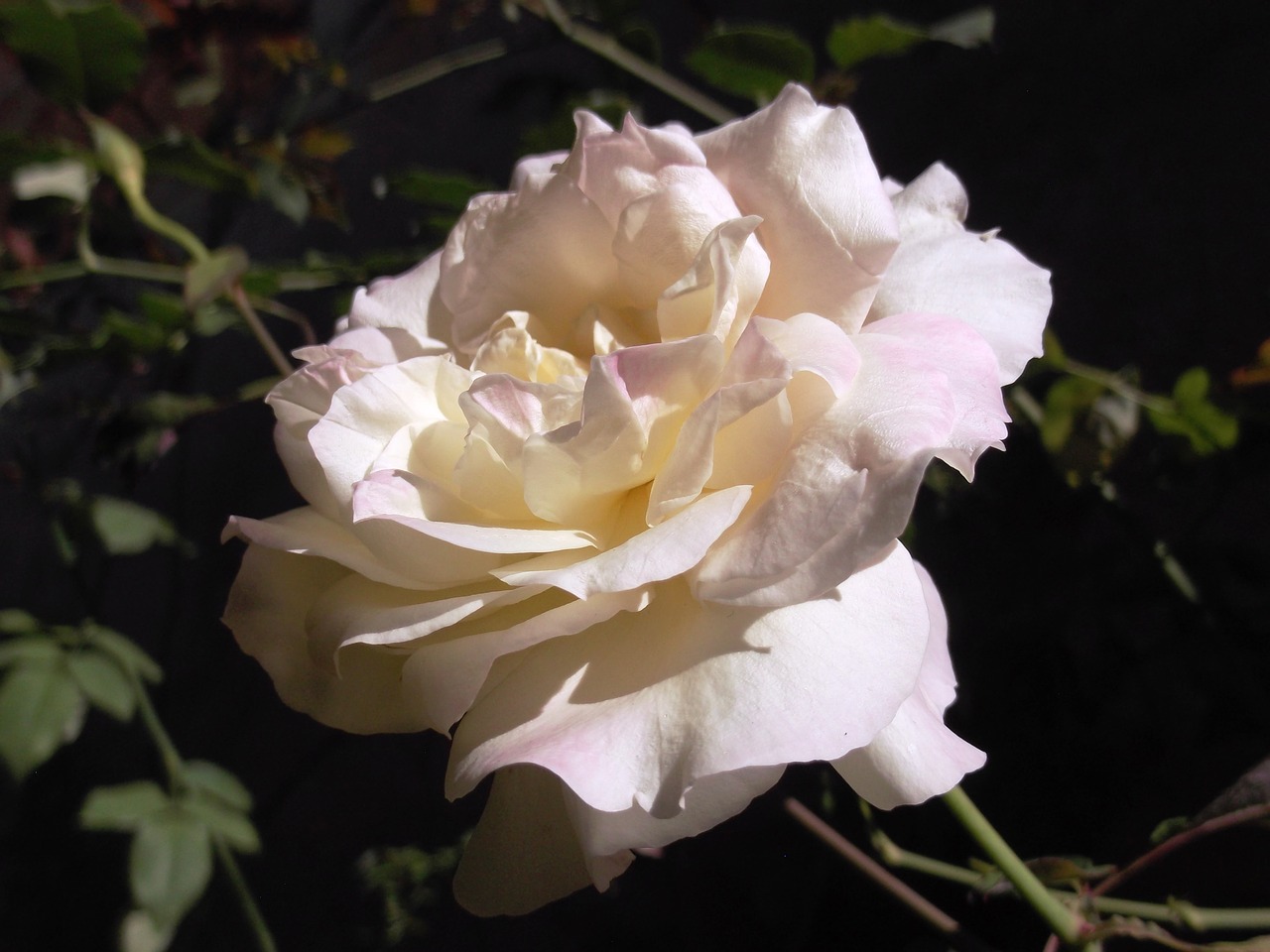 rosa  white  flower free photo