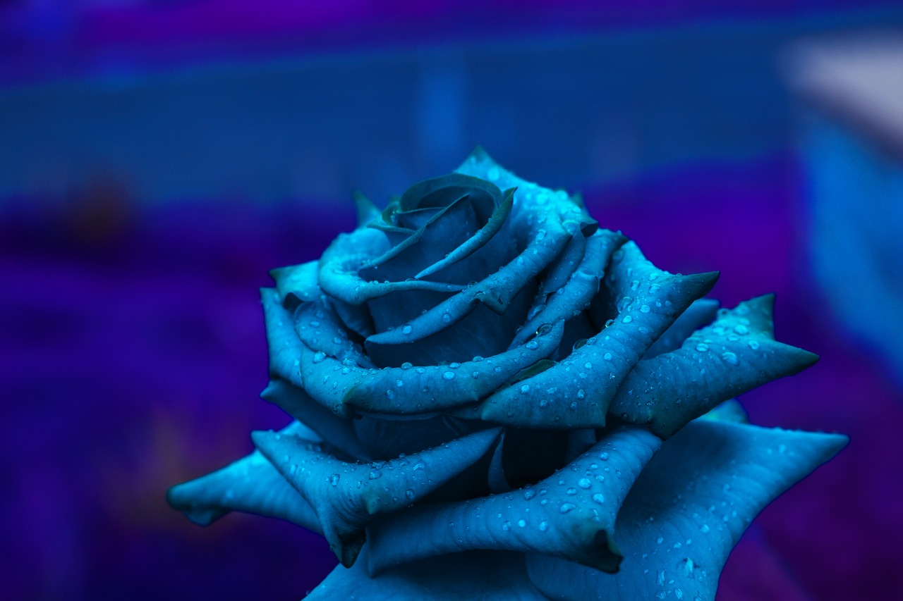 rosa  flower  romantic free photo