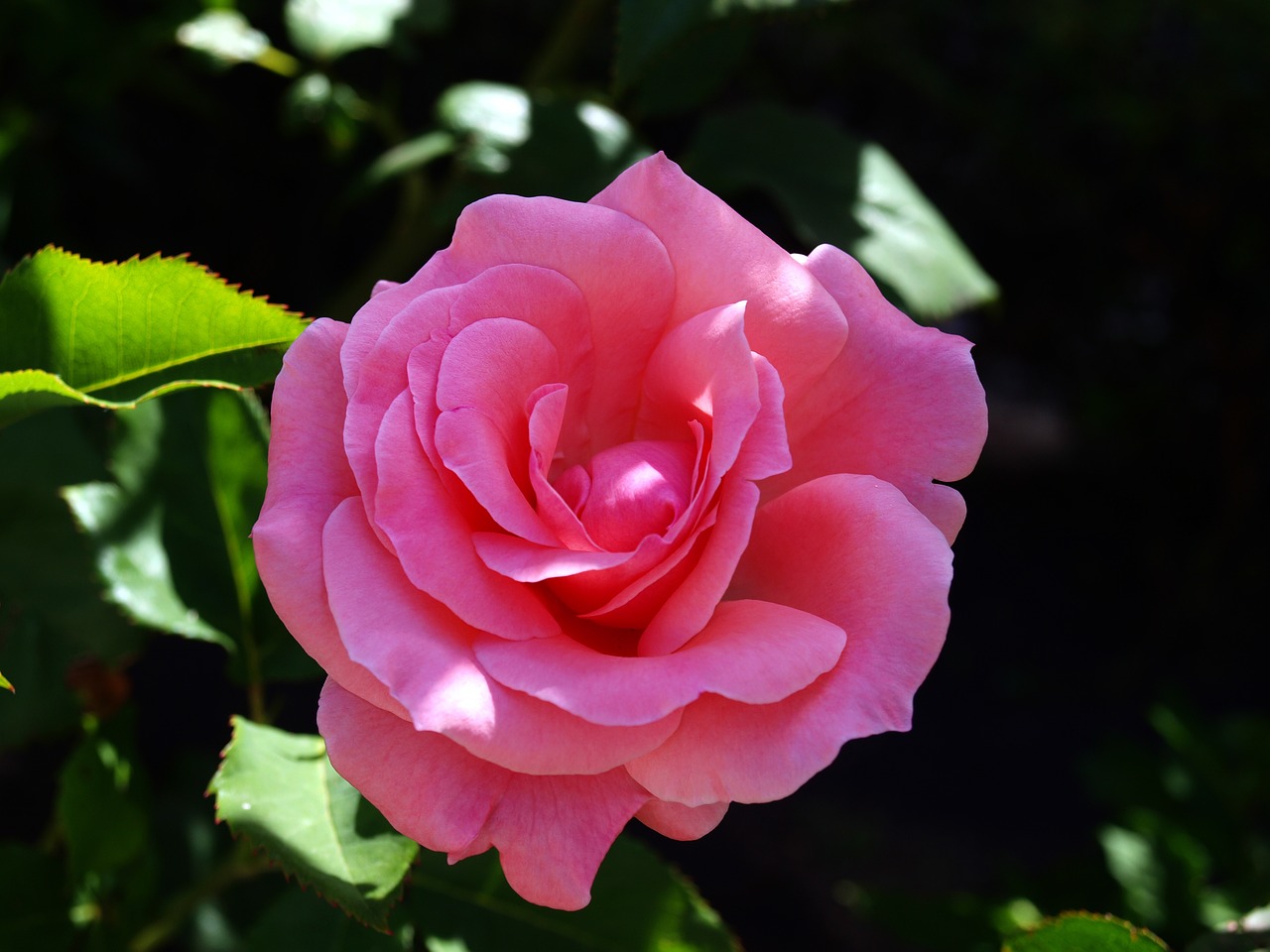 rosa  pink flower  flowers free photo