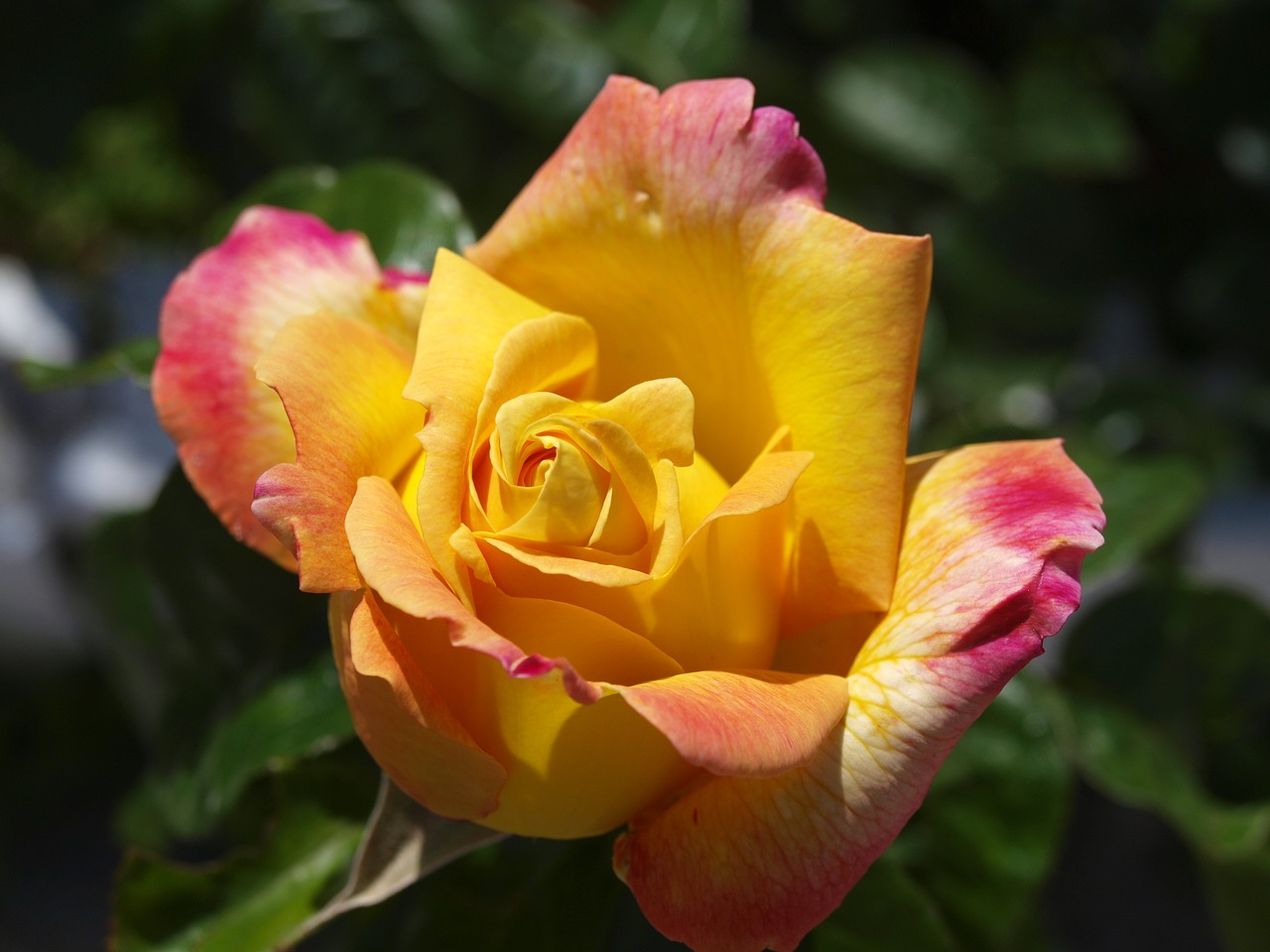 rosa  yellow rose  flowers free photo
