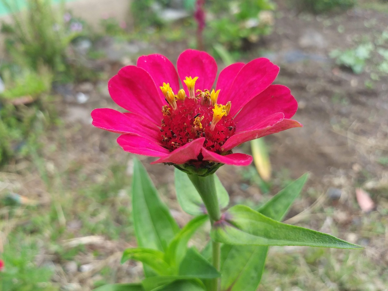 rosa  flower  natural free photo