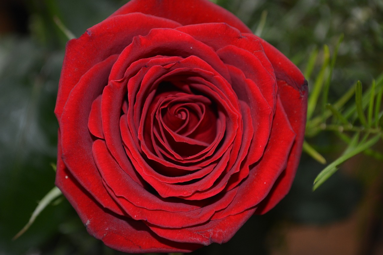 rosa  flower  love free photo