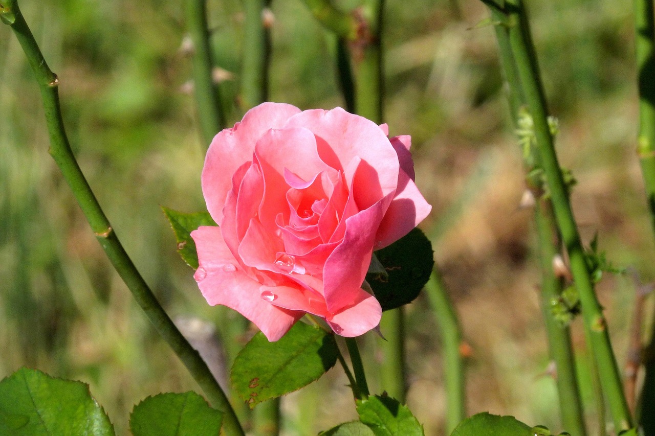 rosa  flower  bokeh free photo