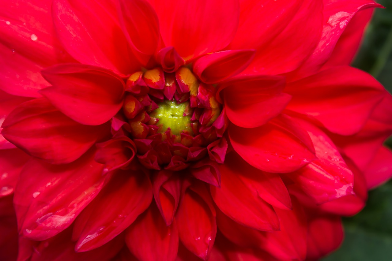 rosa  red  flower free photo