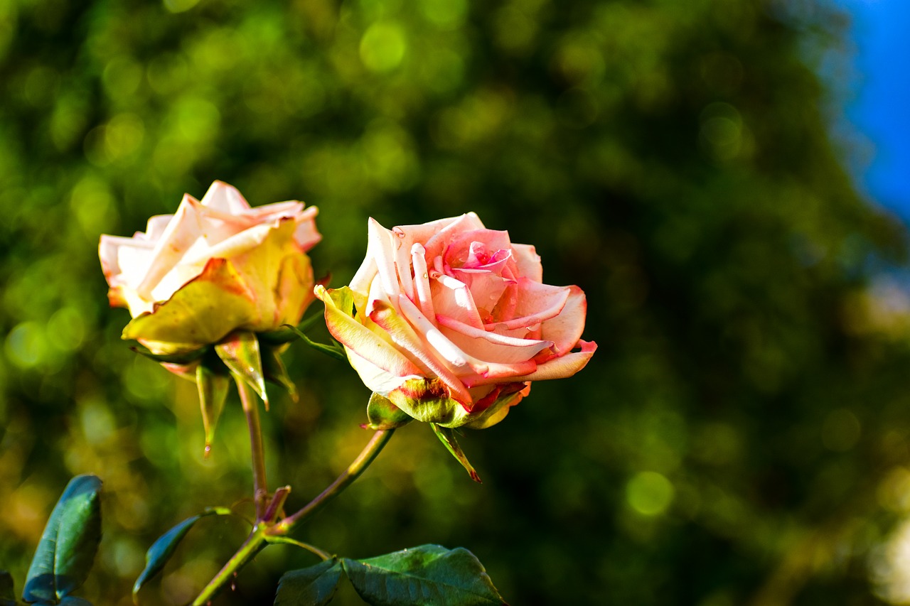 rosa  bella  flower free photo