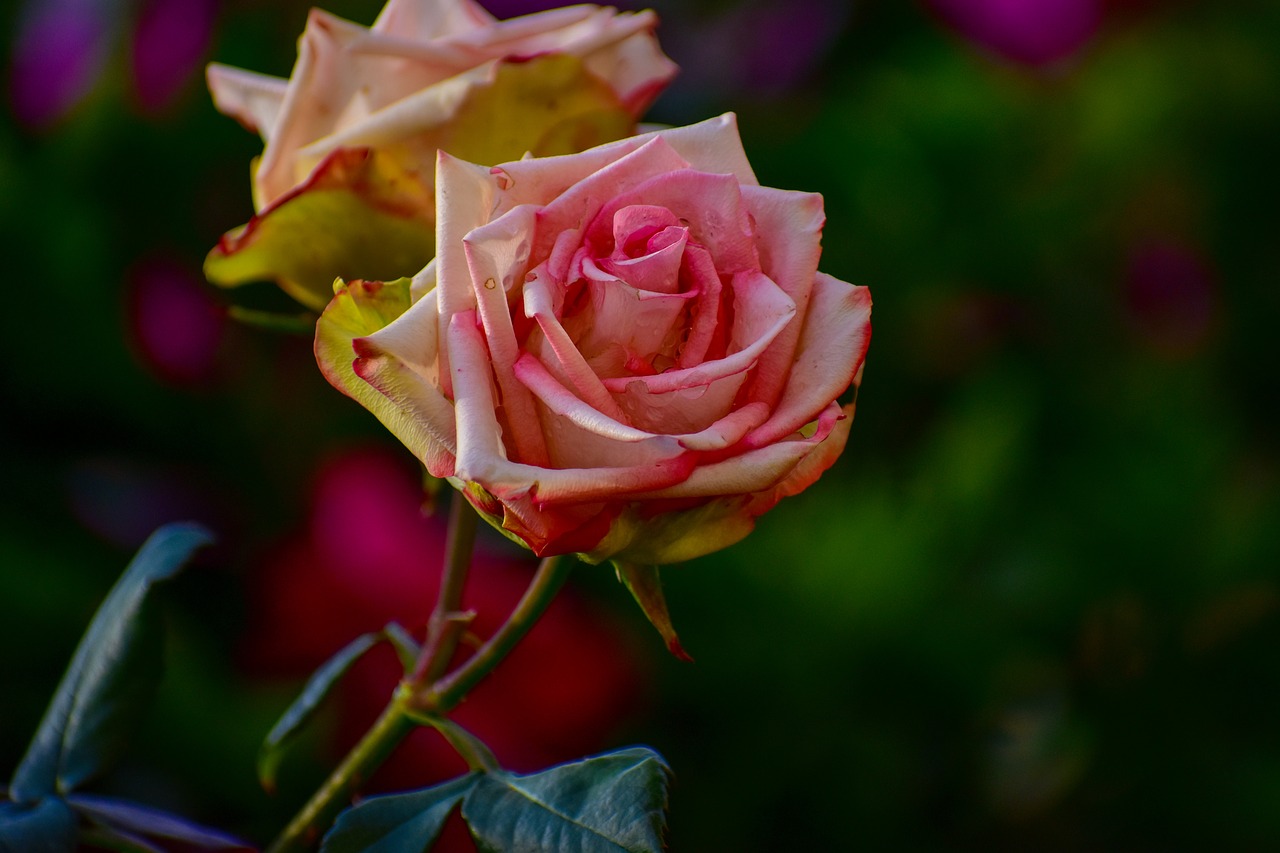 rosa  bella  flower free photo