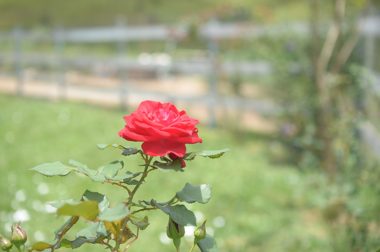 rosa  flowers  nature free photo