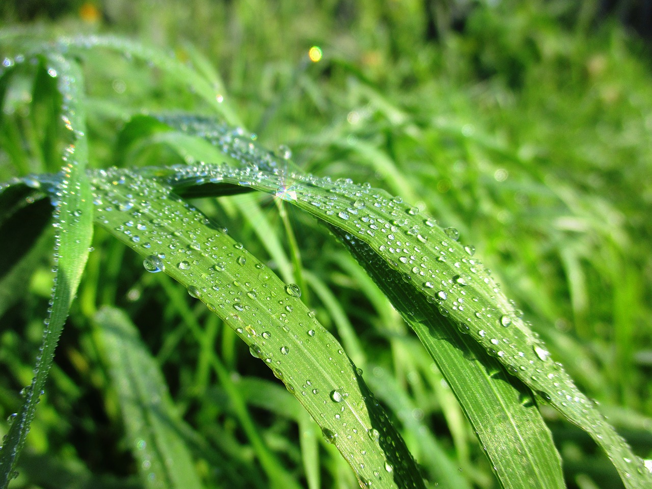 rosa  grass  radiance free photo