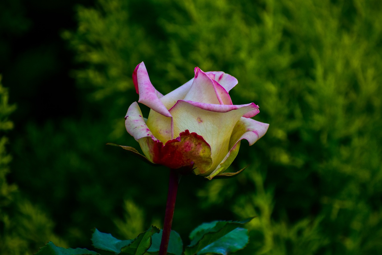 rosa  flower  bella free photo