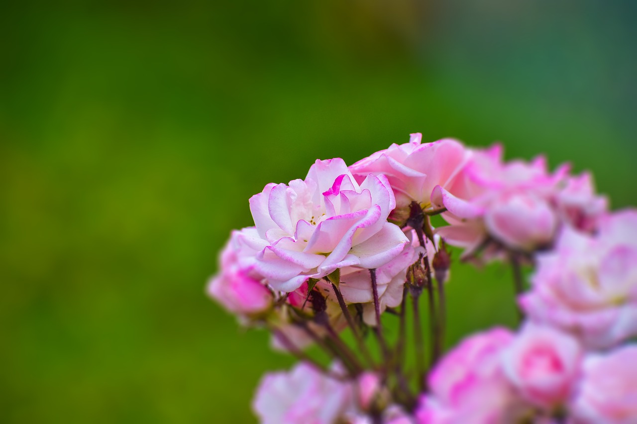 rosa  bella  flower free photo