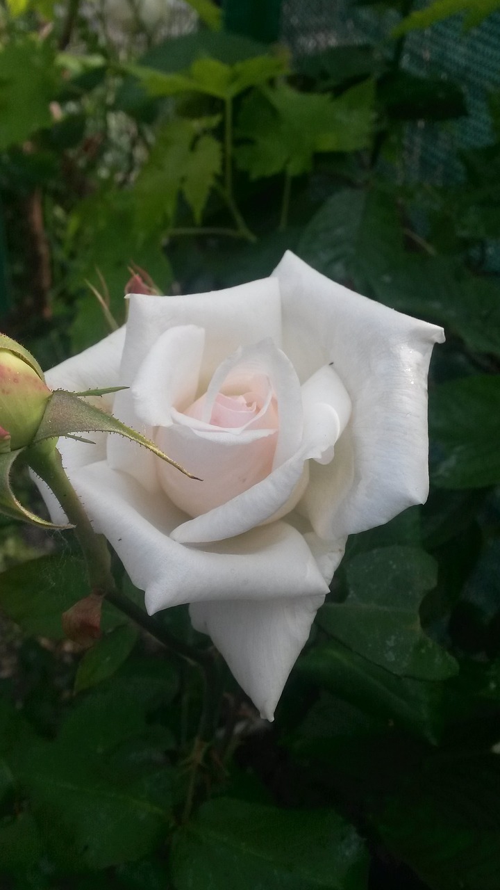 rosa  flower  nature free photo