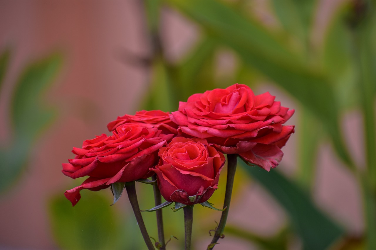 rosa  flower  plant free photo