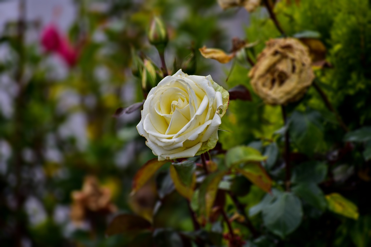 rosa  white  romantic free photo