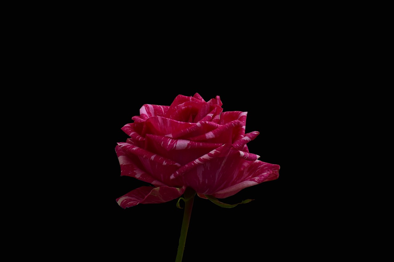 rosa  pretty  flower free photo