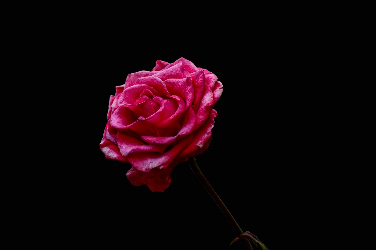 rosa  nice  adorable free photo