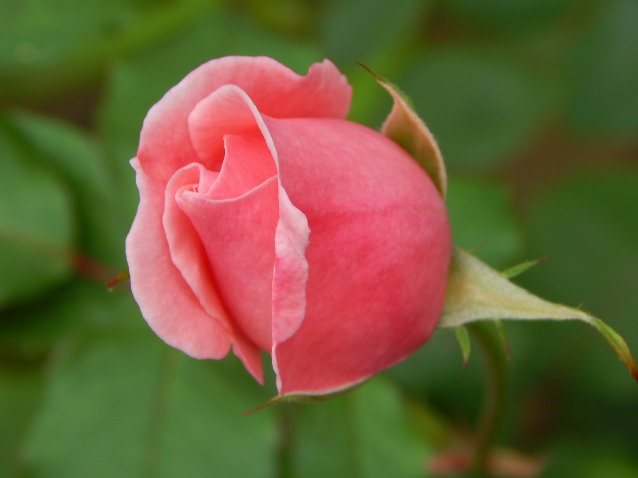 rosa  flower  nature free photo