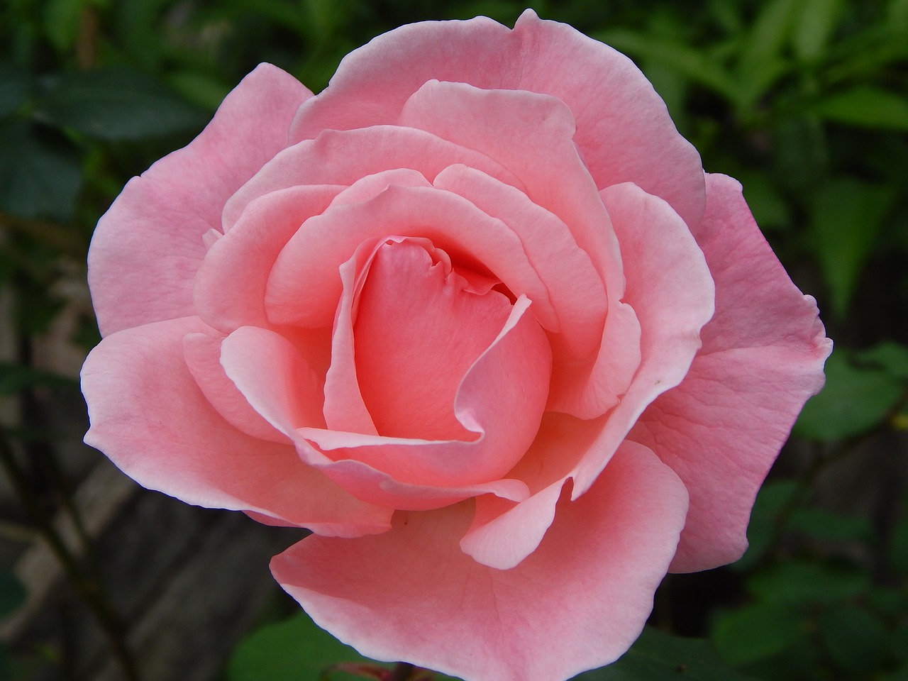 rosa  flower  spring free photo