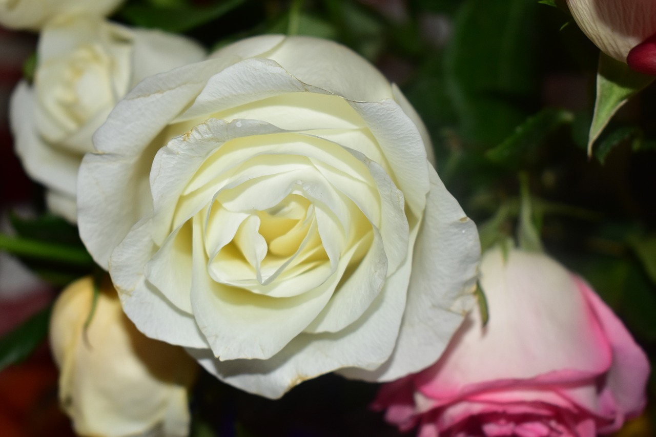 rosa  flower  plant free photo