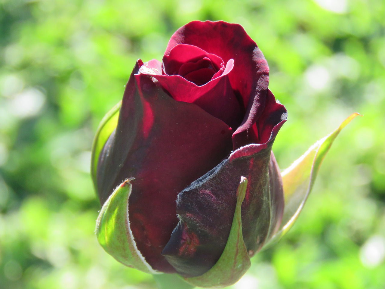 rosa  flower  garden free photo