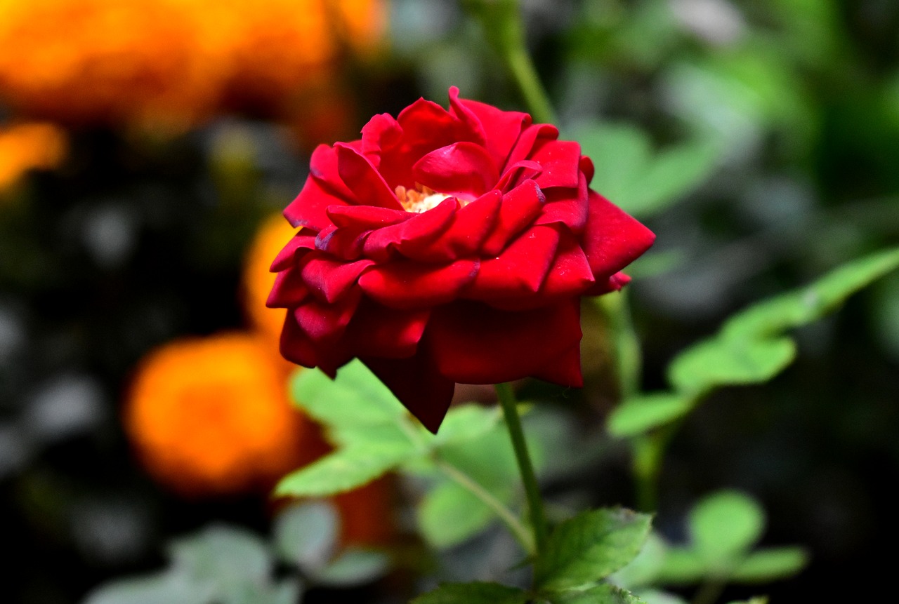 rosa  flower  plant free photo