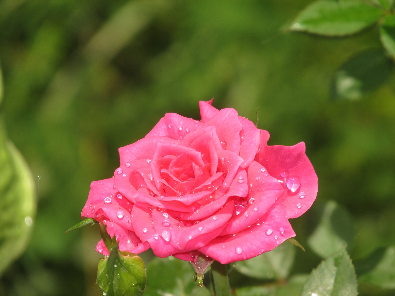 rosa  water  flower free photo