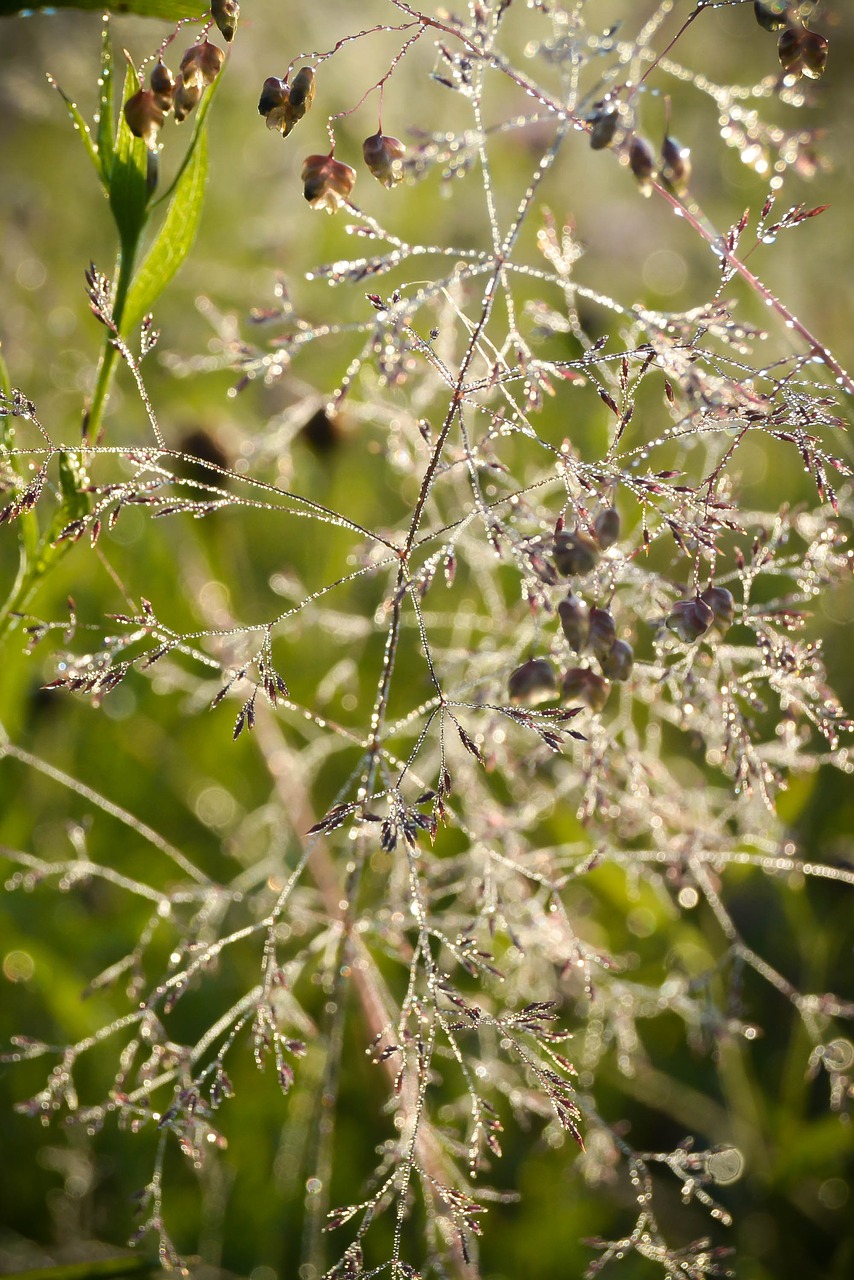 rosa  grass  nature free photo