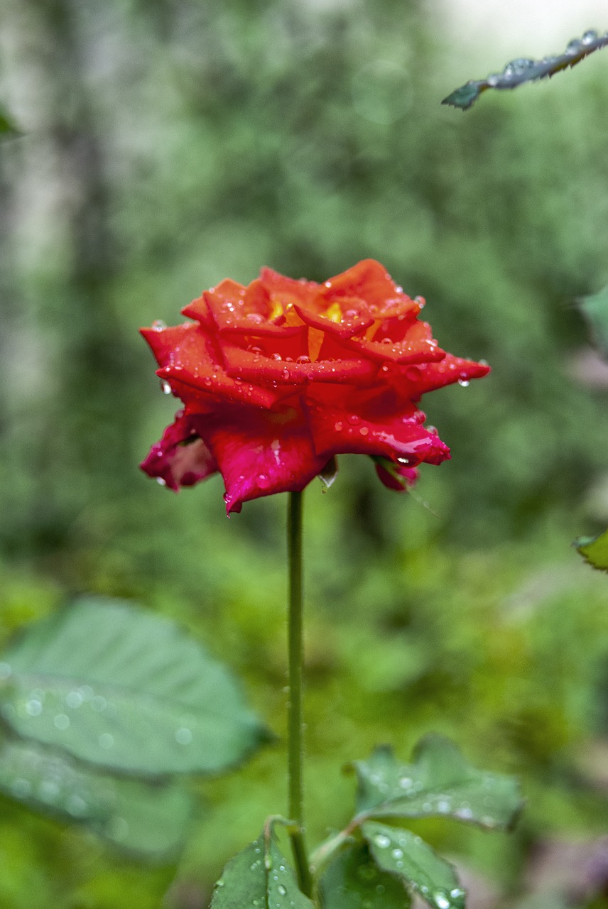 rosa  drops  flower free photo