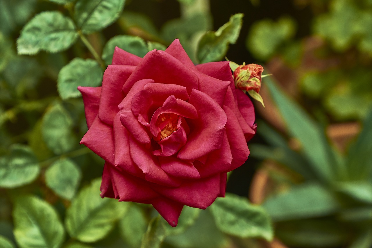 rosa  leaves  autumn free photo