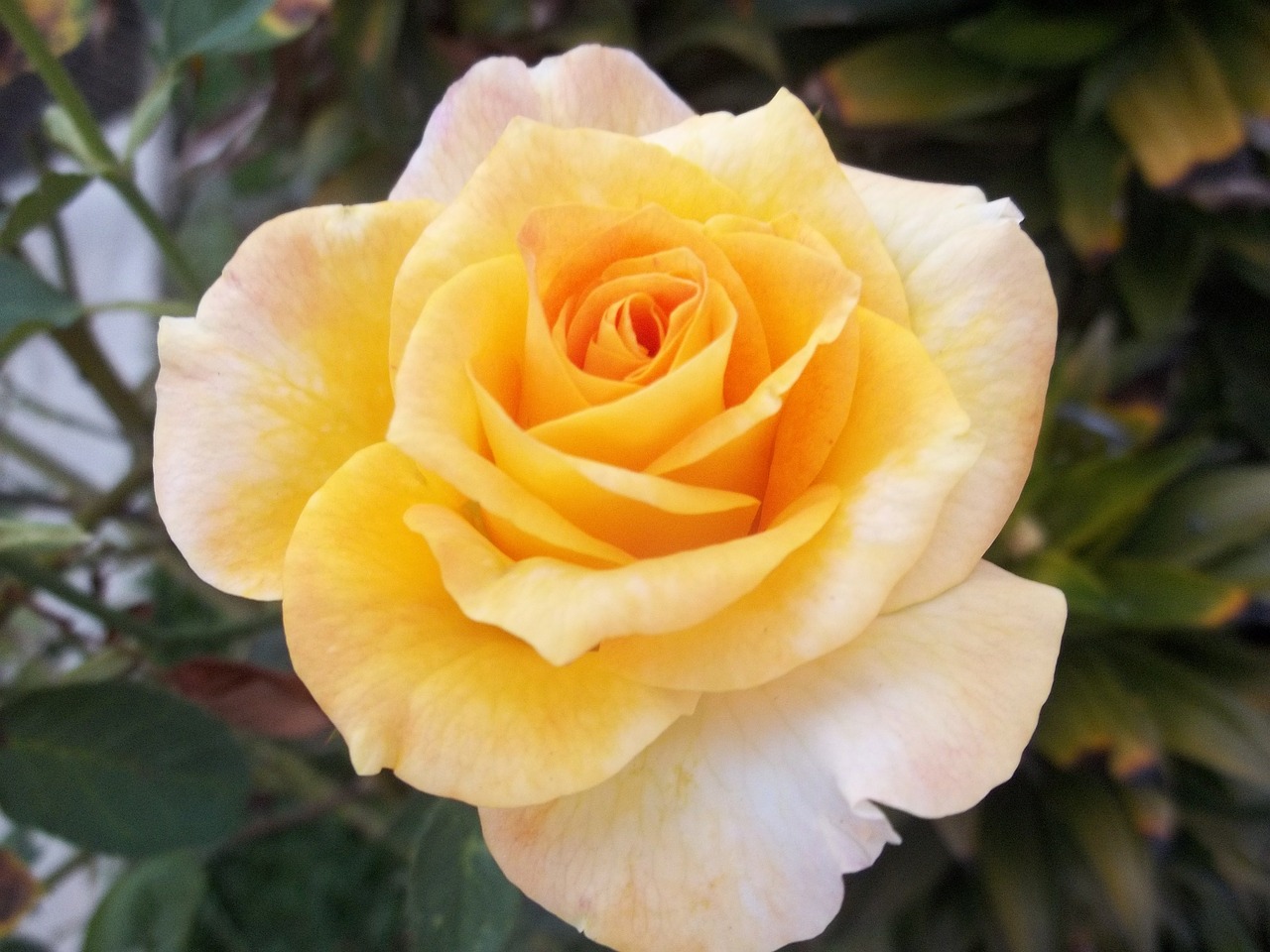 rosa yellow flower free photo
