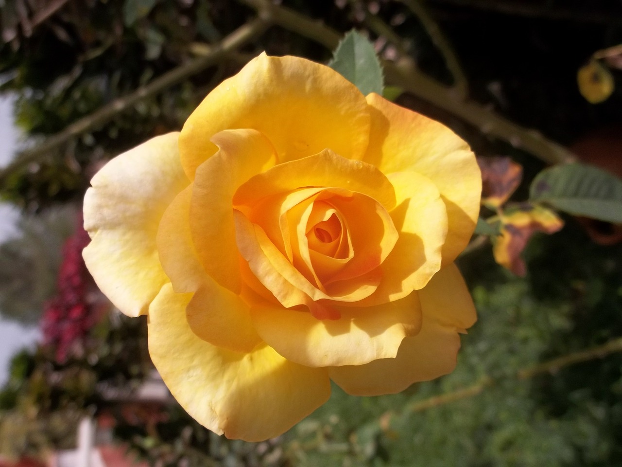 rosa yellow flower free photo